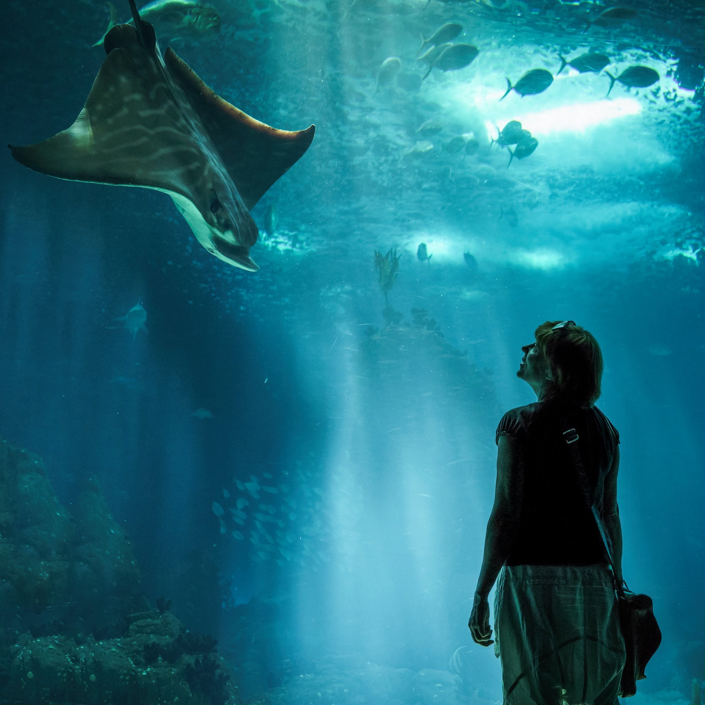 Lost Chambers Aquarium Dubai Tickets with Transfer