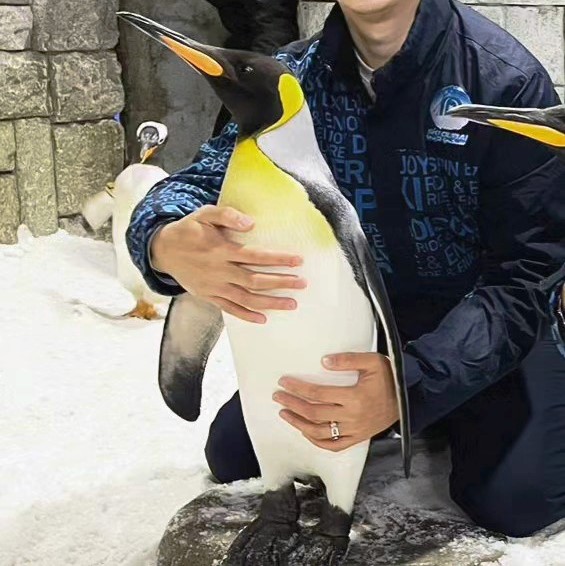 penguin encounter pass dubai ski snow